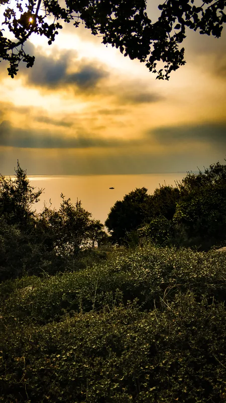Golden Sunset Over Calm Waters with Silhouetted Trees