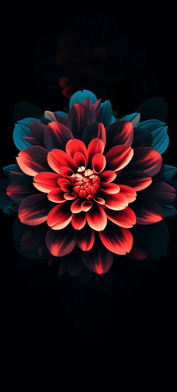 Dark Dahlia Flower Phone Wallpaper 4K