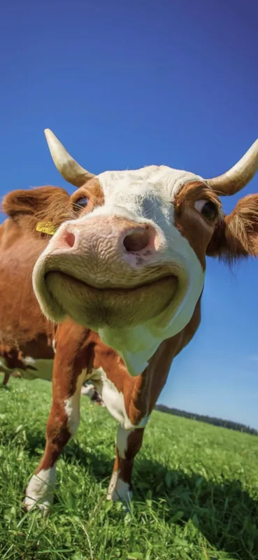 Close-Up of a Smiling Brown Cow in a Green Field