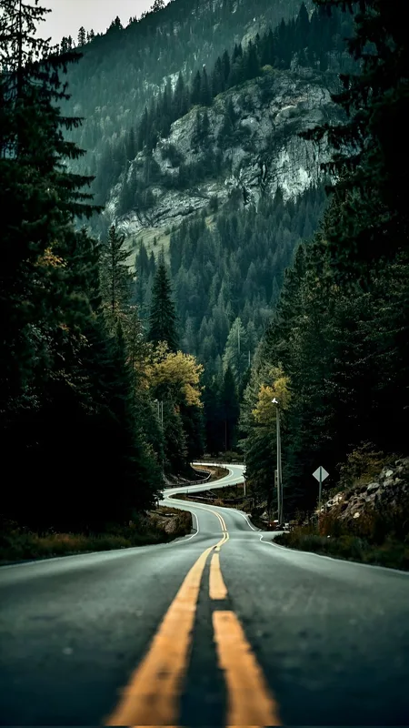 Moody Green Pine Forest Mountain Highway Background 4K