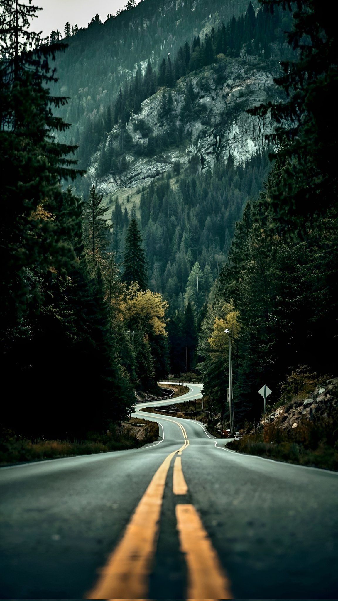 Moody Green Pine Forest Mountain Highway Background 4K